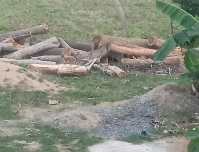 ଦରିଆ ନାହାକାଣୀ ରାସ୍ତାରୁ ଗଛ କାଟି ନେଉଛନ୍ତି ମୁଷ୍ଟିମେୟ,,