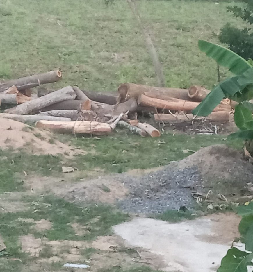 ଦରିଆ ନାହାକାଣୀ ରାସ୍ତାରୁ ଗଛ କାଟି ନେଉଛନ୍ତି ମୁଷ୍ଟିମେୟ,,