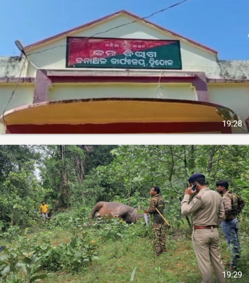 ହିନ୍ଦୋଳ ରେ ପୁଣି ହାତୀ ମୃତ୍ୟୁ।ଇଶ୍ବରାପାଳ କାଜୁ ଜଙ୍ଗଲ ରେ ମରିପଡିଛି ହାତୀ।